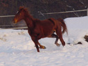 Hier geht es zu Cherokee&acute;s Seite